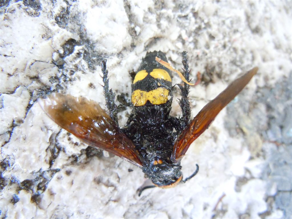 Megascolia maculata flavifrons